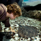 Image for article titled Stingray Loves When Aquarium Visitors Squeal And Recoil After Touching It